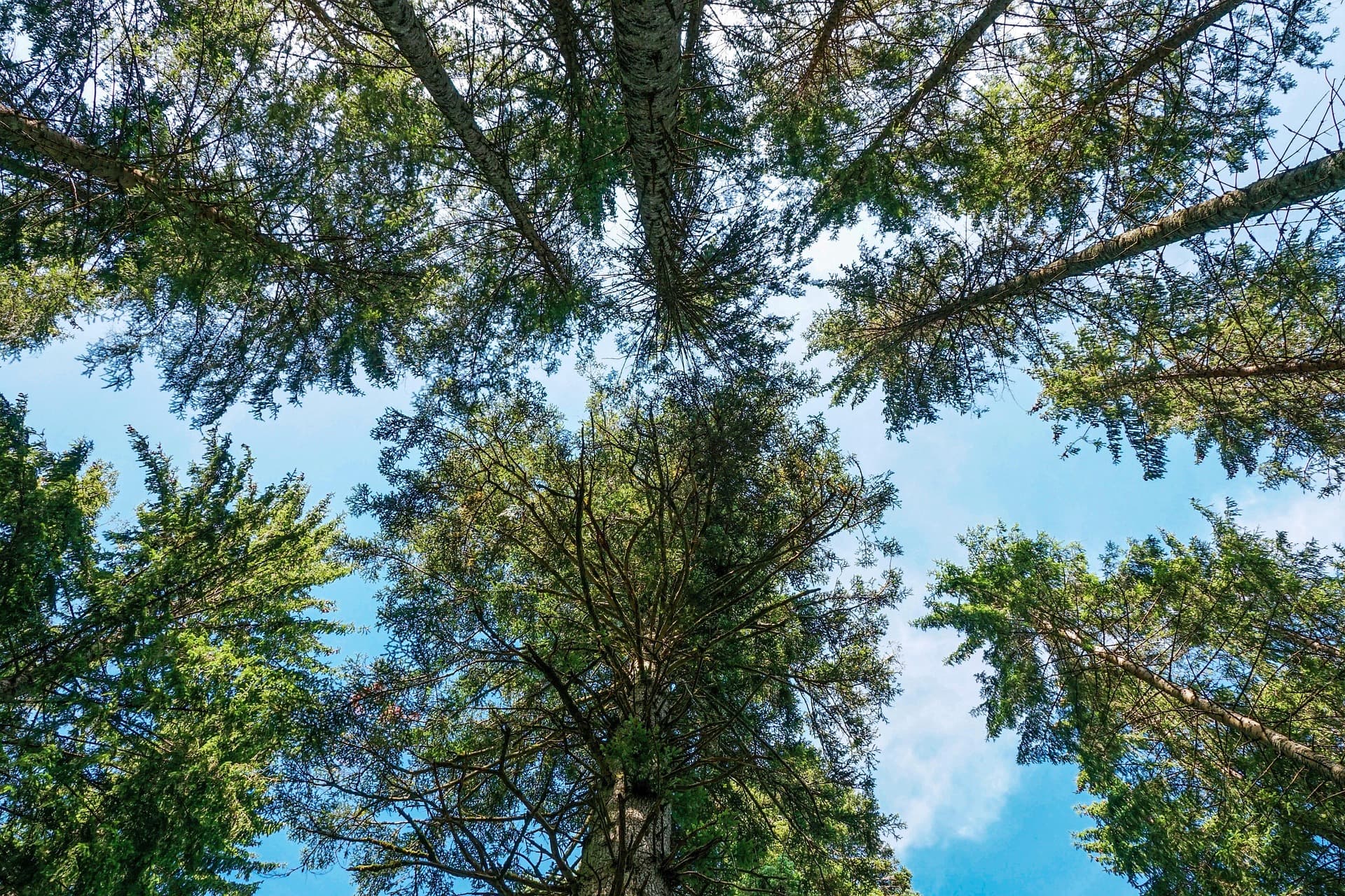 Préservation de la forêt et des écosystèmes